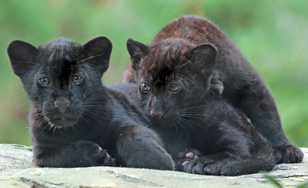 Leopard melanist