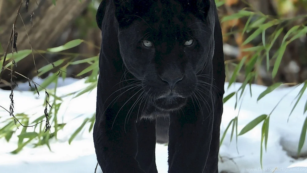 Schwarzer Panther auf schwarz