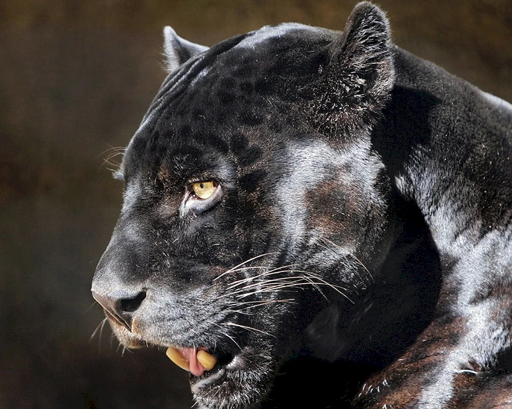 Schwarzer's panther“ 2014 schwarzer Panther