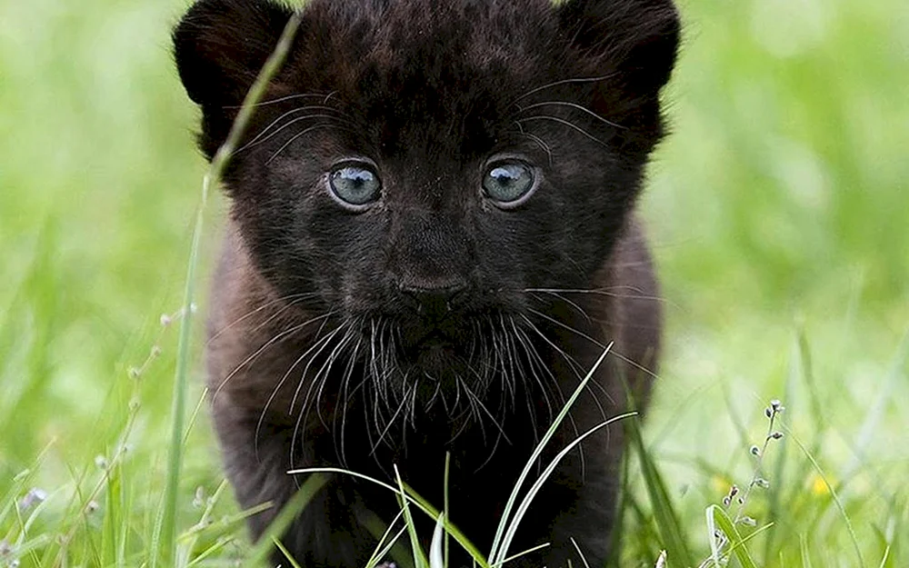 Panthermelanist