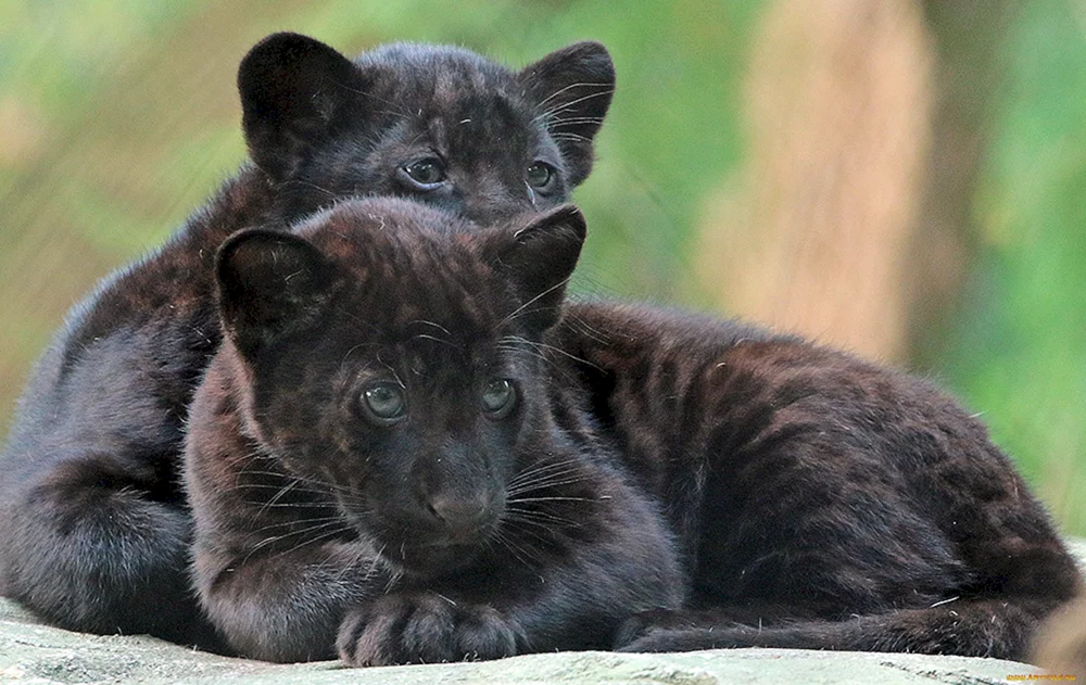 Panthermelanist