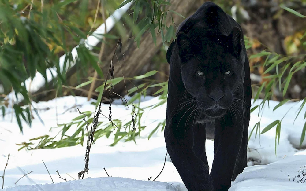 Panther melanist