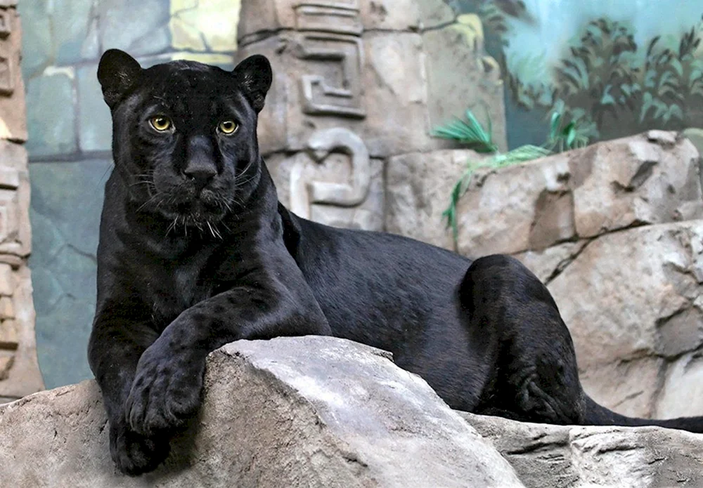 Schwarzer Panther Jaguar