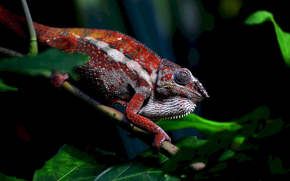 Panther Eidechse. Chamäleon rot