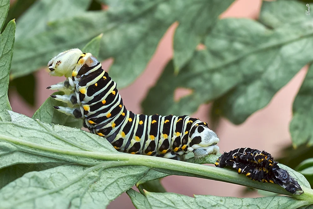 Danaida Monarch Raupe