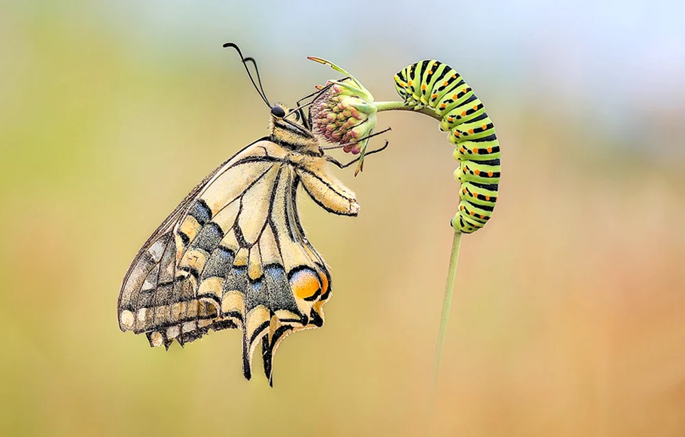 Papilio Machaon Raupe