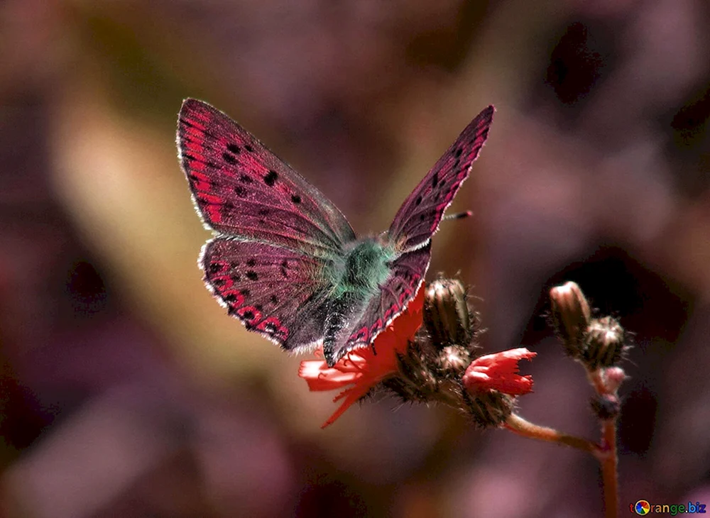 Schmetterlinge