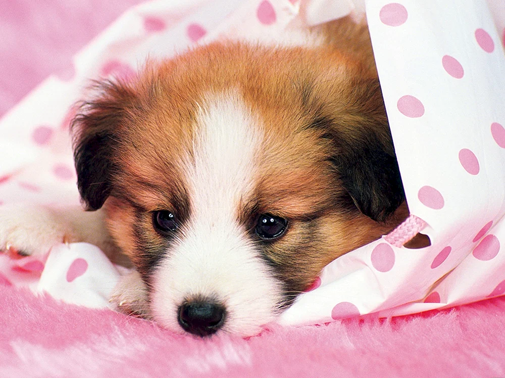 Papillon Welpen
