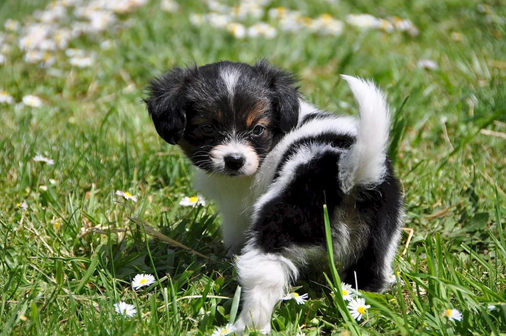 Chihuahua