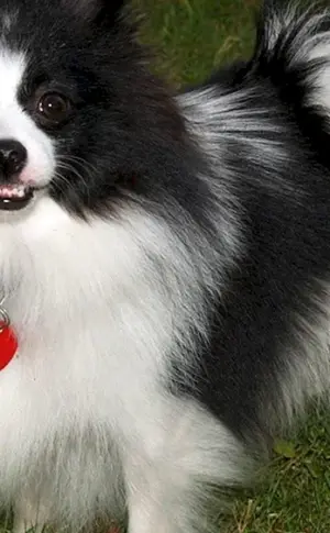Papillon und Spitz