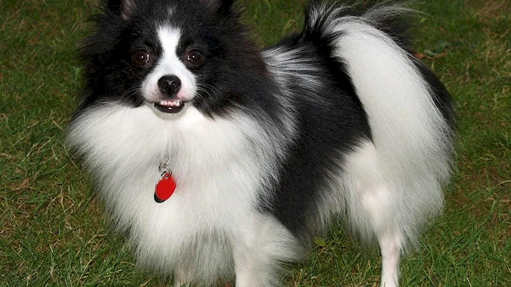 Papillon und Spitz