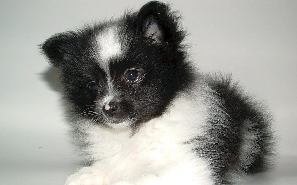 Papillon und Spitz