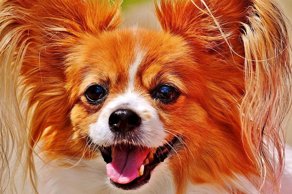 Papillon und Spitz