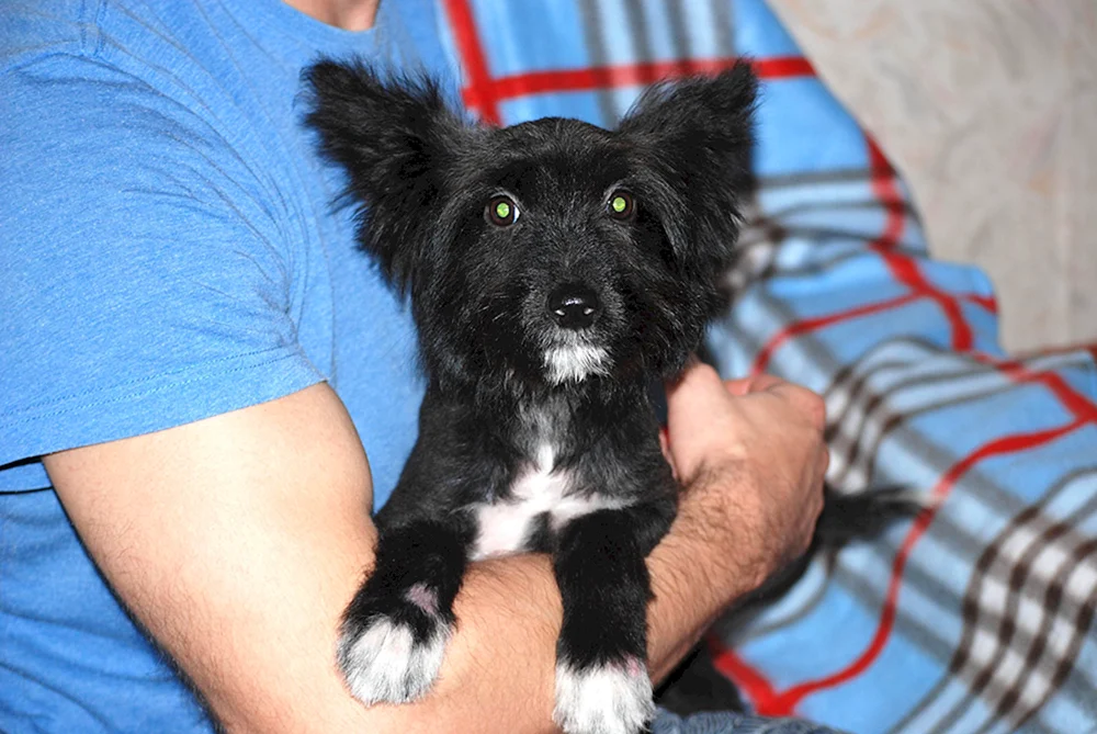 Irish Border Terrier Mix