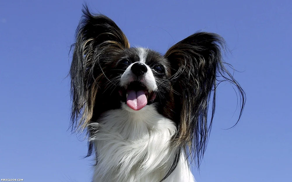 Papillonhund