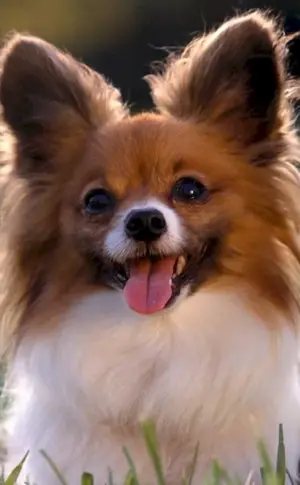 Papillon kurzhaariger Hund