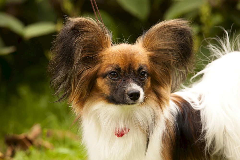 Kleine langohrige Hunde