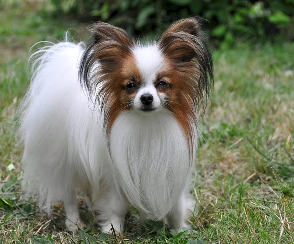 Mops und Yorkshire Terrier