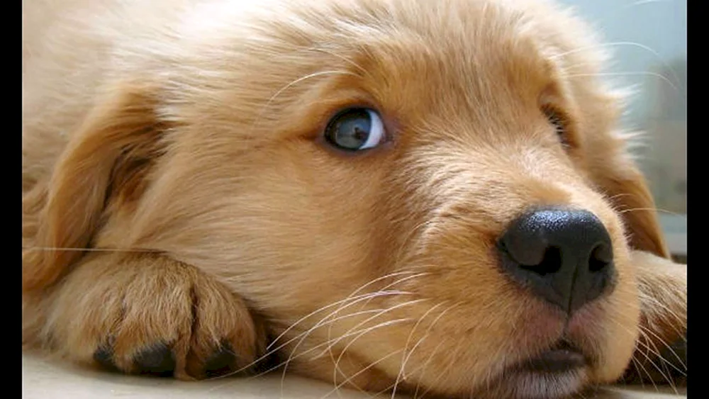 Pappy golden dog