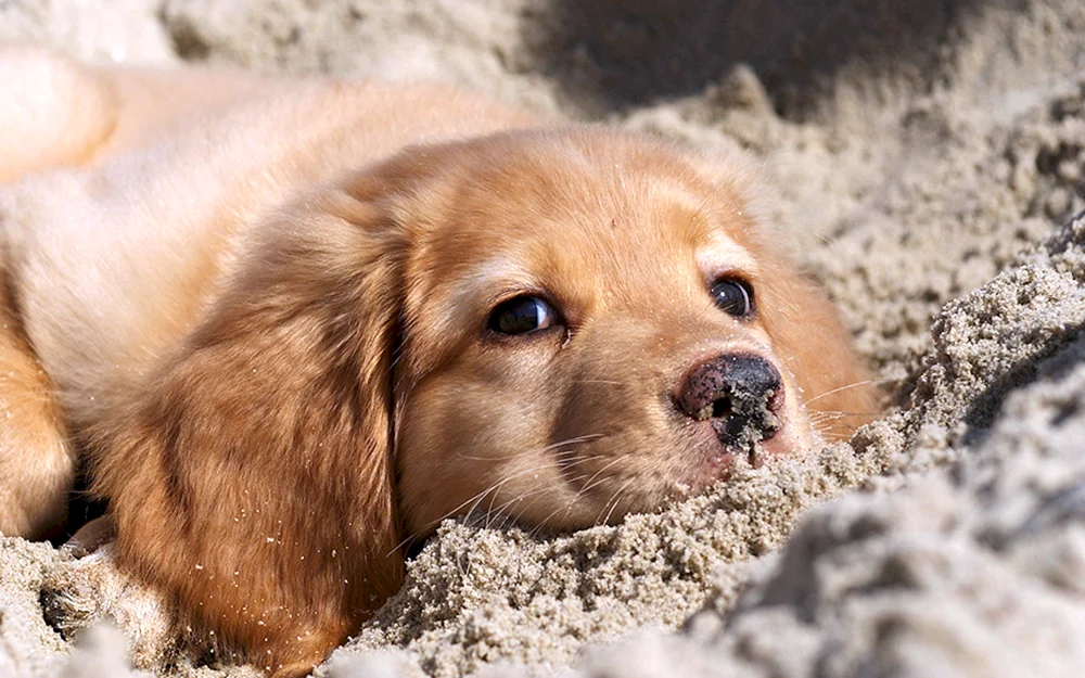 Pappy Golden Retriever