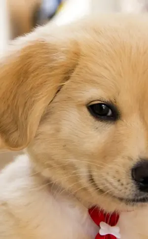 Pappy Golden Retriever
