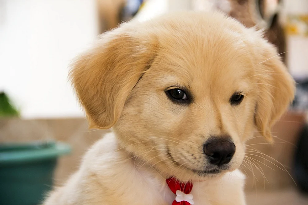 Pappy Golden Retriever