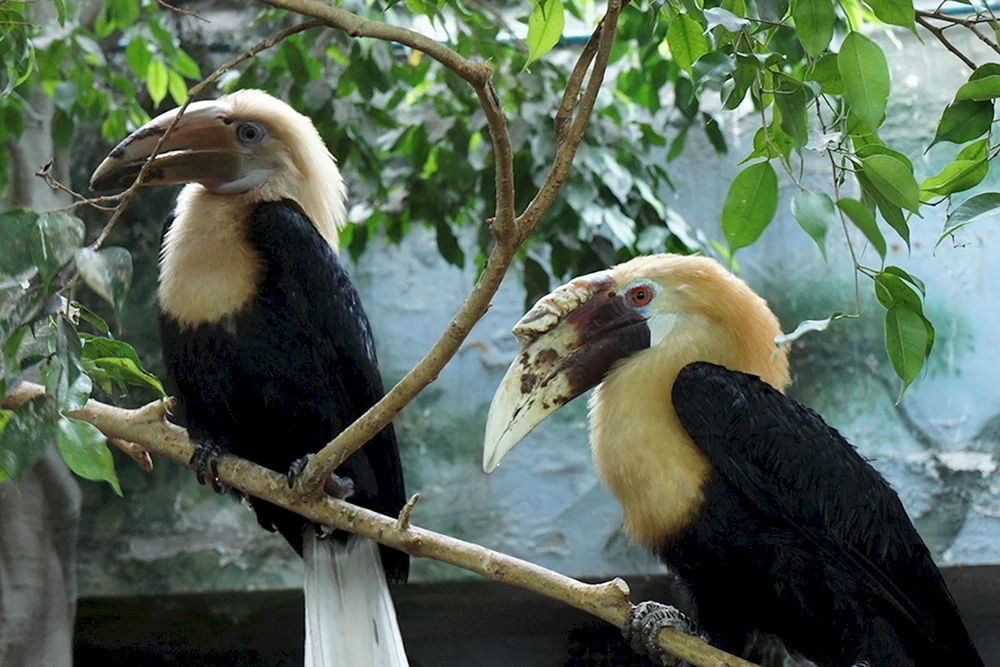 Papua kalao