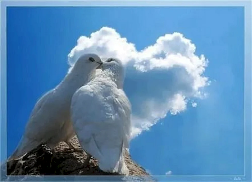 Taubenvögel