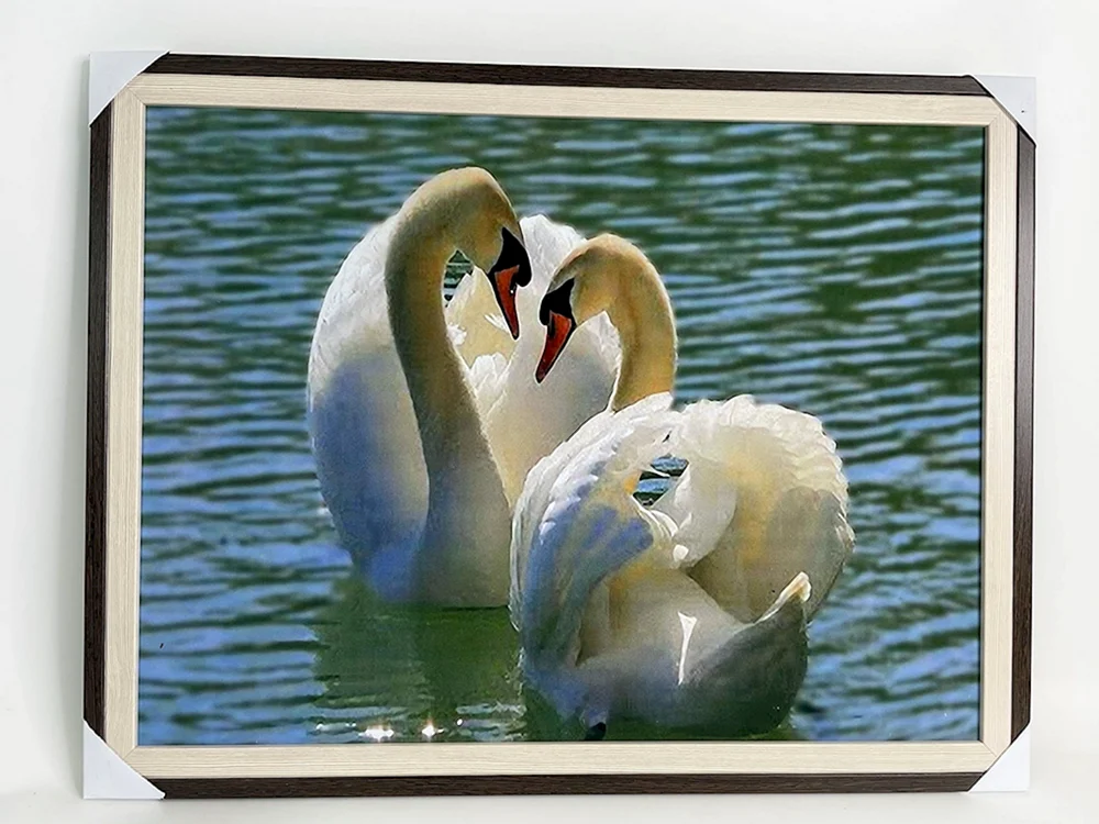 Schwan Schwan