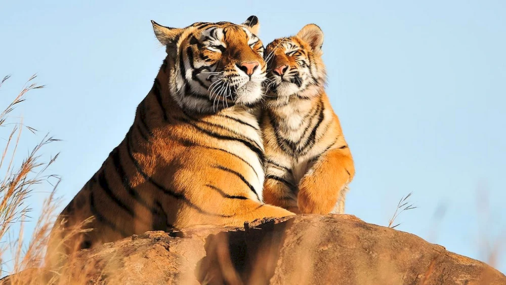 Ein Tigerpaar
