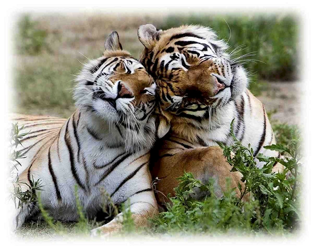 Ein Tigerpaar