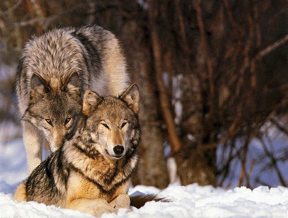 Weißer Wolf und schwarzer Wolf