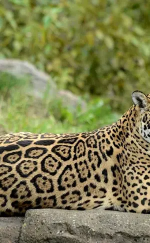 Paraguayischer Jaguar