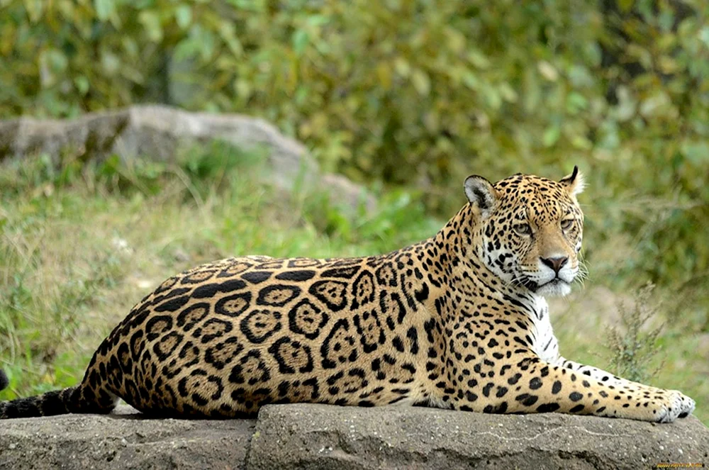 Paraguayischer Jaguar