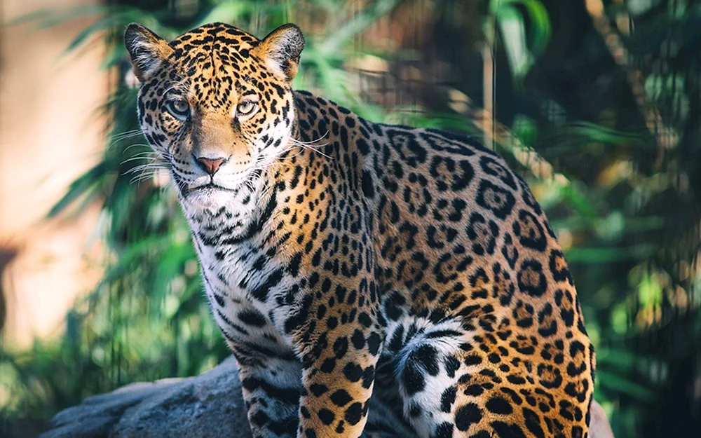 Paraguayischer Jaguar