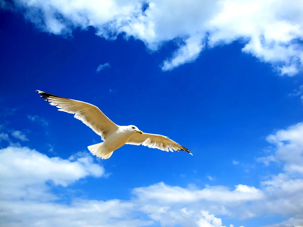 Vögel fliegend
