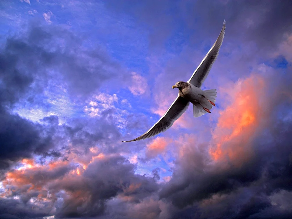 Vögel am Himmel