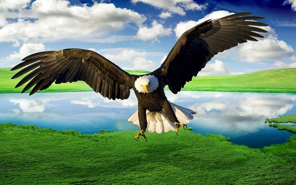 Schwebender Adler