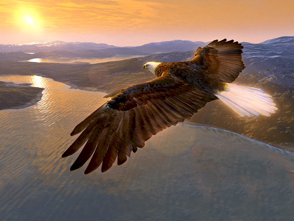 Vögel im Flug