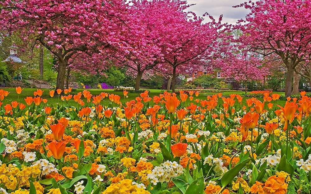 Ashikaga Park Tulpen