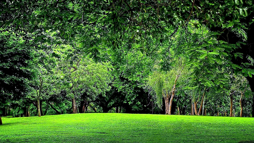 Parkbäume
