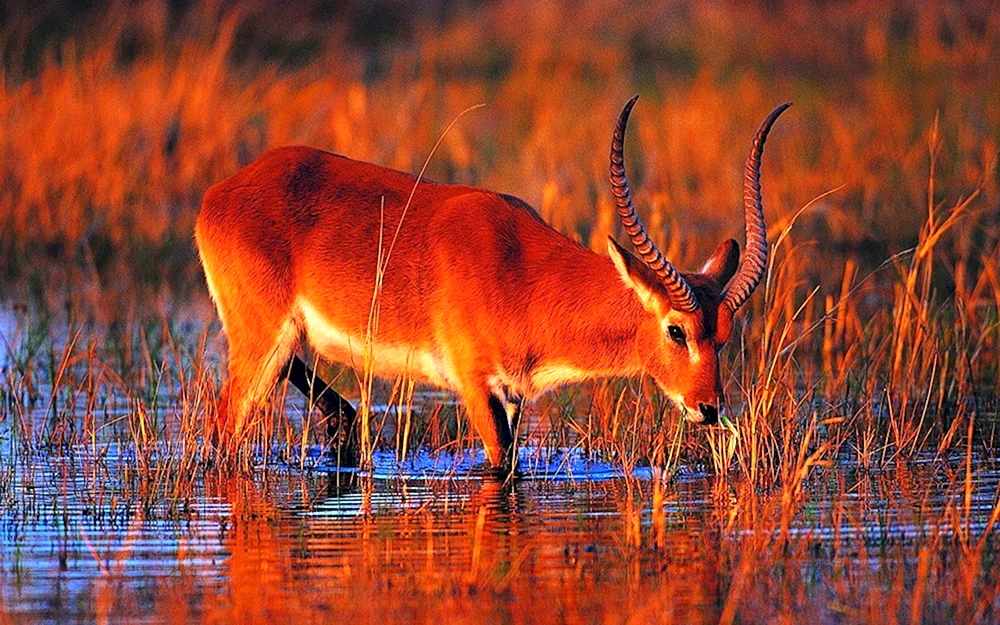 Waldantilope Garna