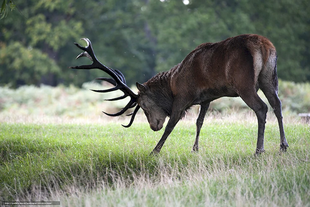 Antilope Springbock
