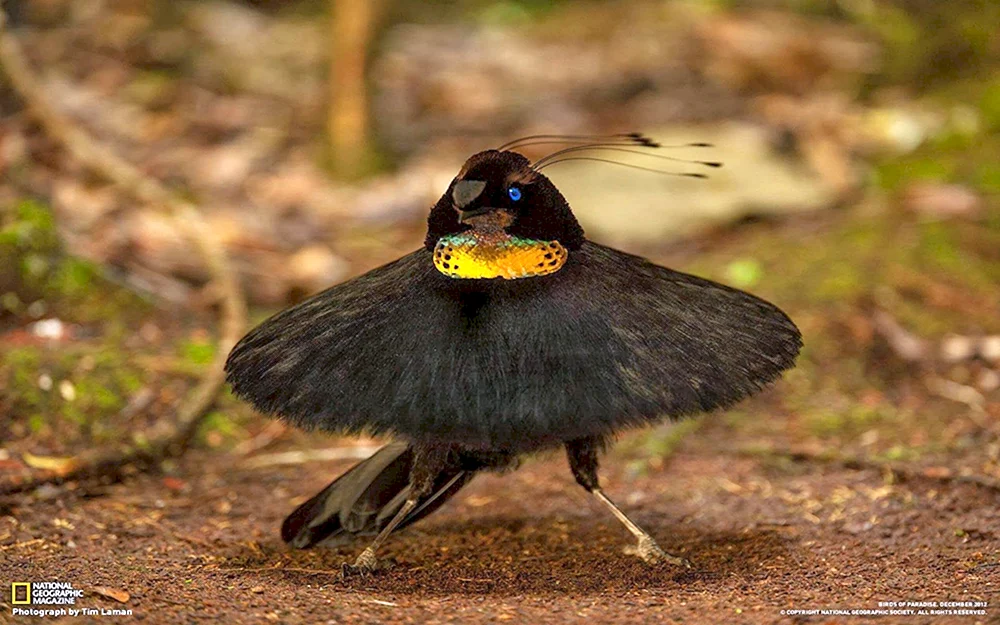 Reggianoparadiesvogel