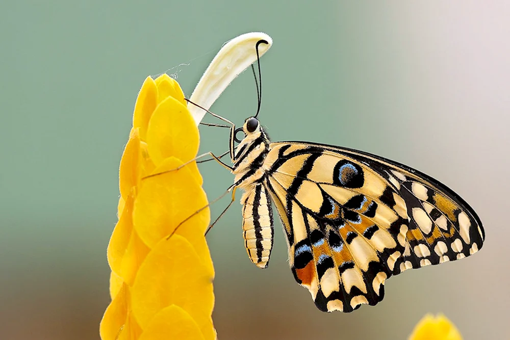 Gelber Schmetterling