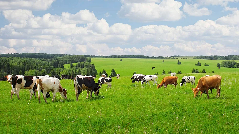 Kuhweide im Gebiet Brjansk
