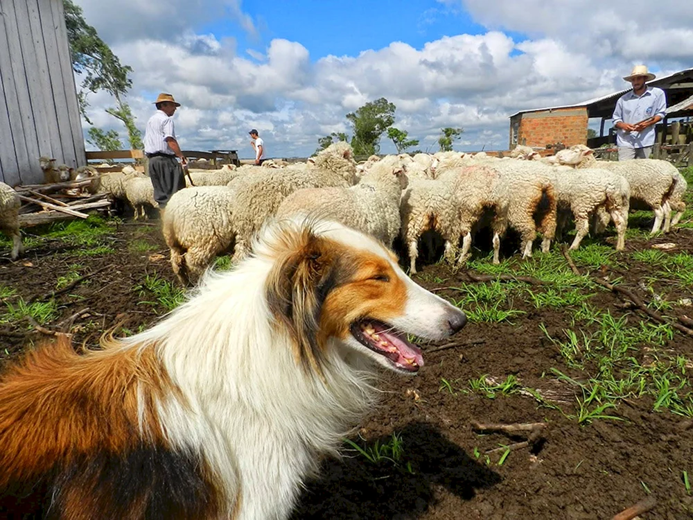 Schottischer Schäferhund Collie