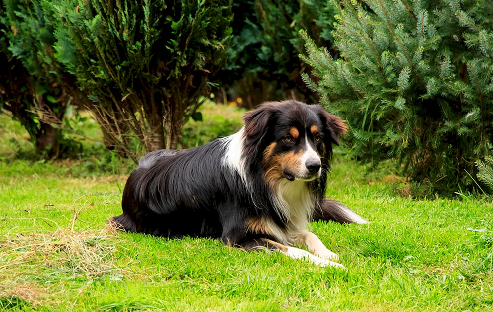 Berner Sennenhund