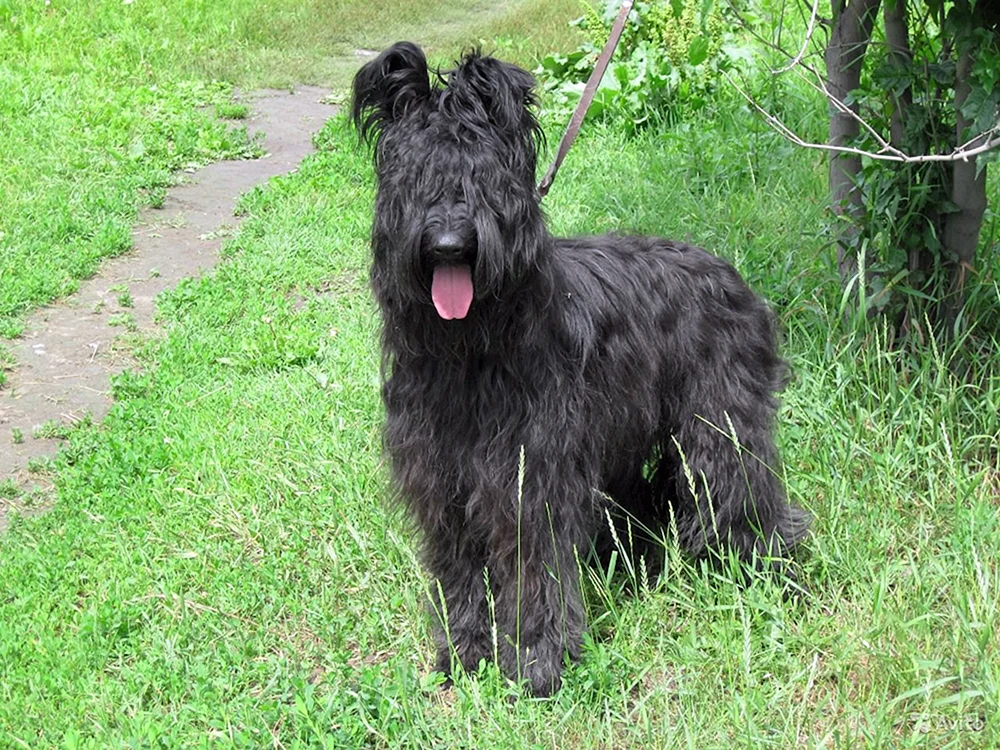 Schäferhund Briar