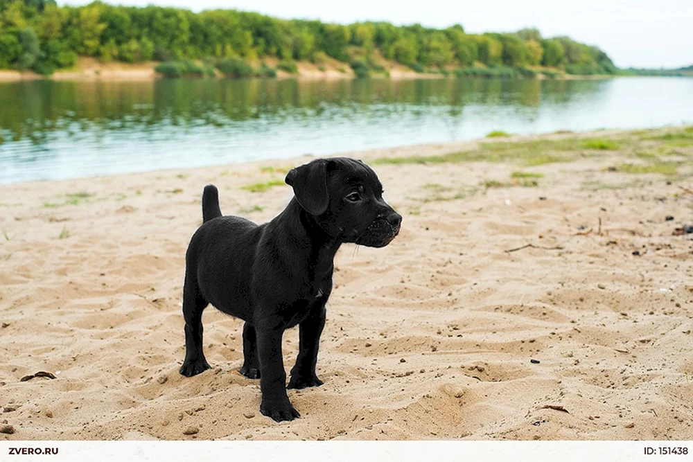 Patterdale Terrier
